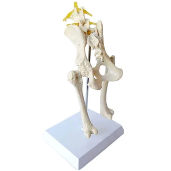 Osteoporoza câine hip model schelet de câine animal schelet canin de companie veterinar de predare