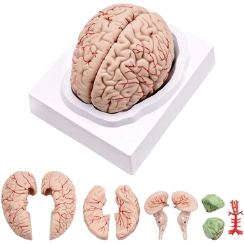 Modelul Creierului Uman,Viața Dimensiunea Creierului Uman Anatomie Model Cu Display De Bază, Pentru Știință Clasă De Studiu Și De Predare A Afișa