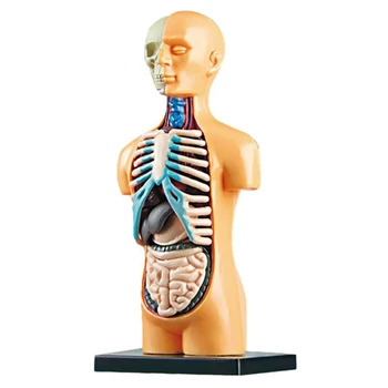 3D Detașabil Anatomice Umane Trunchiului Corpului Model Pentru Educație Jucărie Structura Corpului Uman de Predare Pentru Copil Copil Student