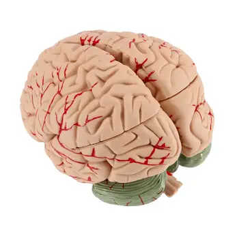 Modelul Creierului uman din punct de vedere Anatomic Precis Modelul Creierului Uman Anatomia Creierului pentru Știință Clasă Studiu de Afișare Învăța Modelul Medical