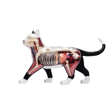 2X Animal Anatomiei Organelor Modelul 4D Pisica Inteligenta Asamblarea Jucărie de Predare Anatomie Model DIY Popular Science Aparate