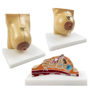 Om Adult De Sex Feminin Care Alăptează Sanii Anatomice Anatomie Model De Patologie Frumusete De Formare Instrumente De Predare Științe Medicale Aprovizionare