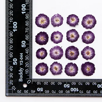 60pcs Apăsat Uscate 15-20mm Fuchsia Rose Floare Ierbar Epoxidice, Bijuterii Card de Marcaj Cadru Caz de Telefon Machiaj Fata Lampă